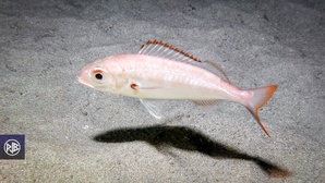 Pageot acarné / Muvrone Pageot acarné / Muvrone