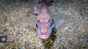 Pageot acarné / Muvrone Pageot acarné / Muvrone