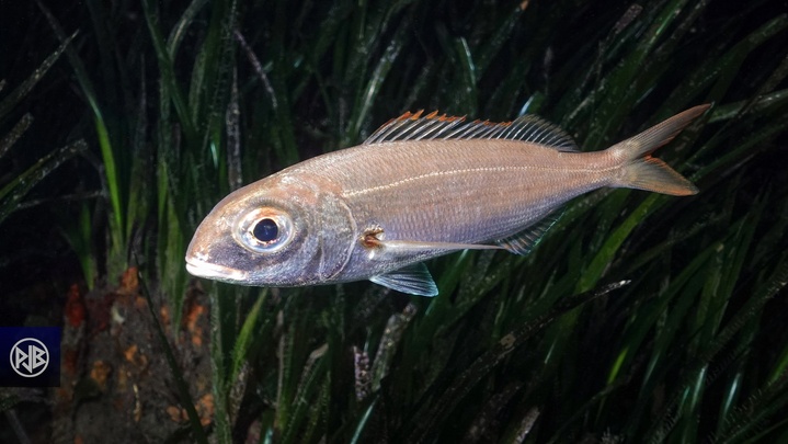 Pageot acarné / Muvrone Pageot acarné / Muvrone