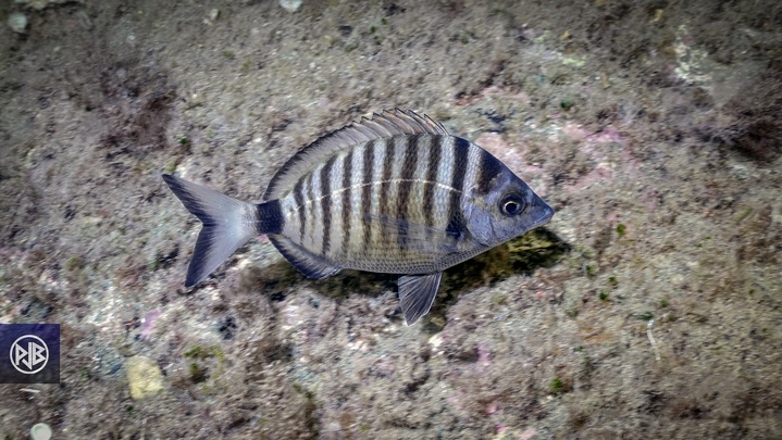 Sar à museau pointu / Zulla Sar à museau pointu / Zulla