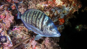 Sar à museau pointu / Zulla Sar à museau pointu / Zulla