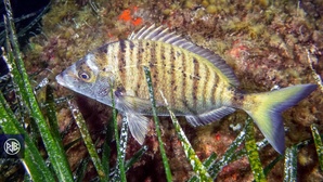 Sar à museau pointu / Zulla Sar à museau pointu / Zulla