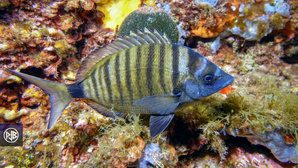 Sar à museau pointu / Zulla Sar à museau pointu / Zulla