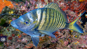 Sar à museau pointu / Zulla Sar à museau pointu / Zulla