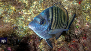 Sar à museau pointu / Zulla Sar à museau pointu / Zulla