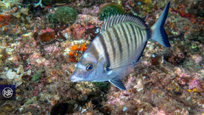 Sar à museau pointu / Zulla Sar à museau pointu / Zulla