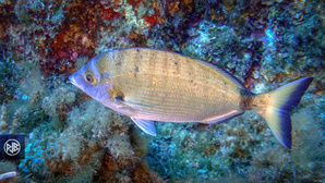 Sar à museau pointu / Zulla Sar à museau pointu / Zulla