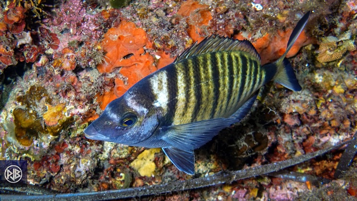 Sar à museau pointu / Zulla Sar à museau pointu / Zulla