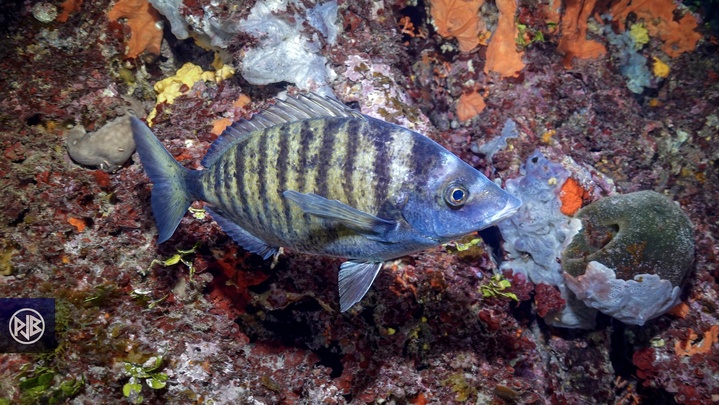 Sar à museau pointu / Zulla Sar à museau pointu / Zulla