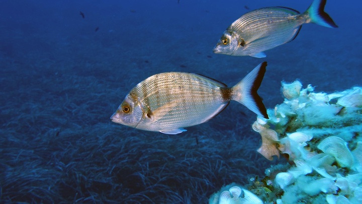 Sar à museau pointu / Zulla Sar à museau pointu / Zulla