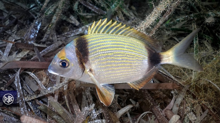 Sar à tête noire / Sant'Antonu Sar à tête noire / Sant'Antonu