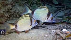 Sar à tête noire / Sant'Antonu Sar à tête noire / Sant'Antonu