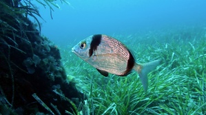 Sar à tête noire / Sant'Antonu Sar à tête noire / Sant'Antonu