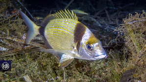 Sar à tête noire / Sant'Antonu Sar à tête noire / Sant'Antonu