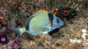 Sar à tête noire / Sant'Antonu Sar à tête noire / Sant'Antonu