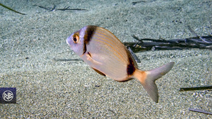 Sar à tête noire / Sant'Antonu Sar à tête noire / Sant'Antonu