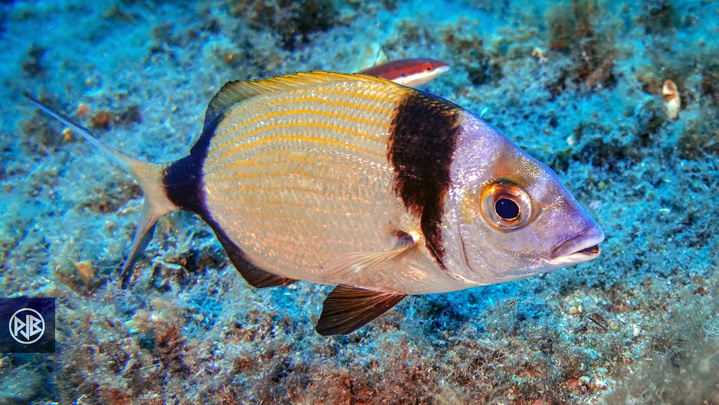 Sar à tête noire / Sant'Antonu Sar à tête noire / Sant'Antonu