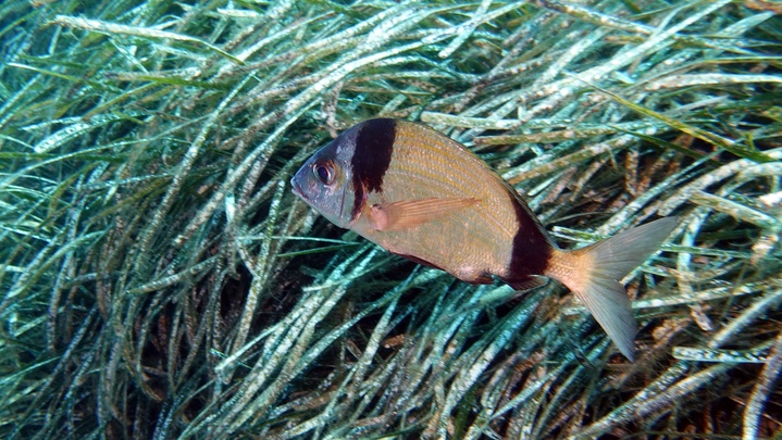 Sar à tête noire / Sant'Antonu Sar à tête noire / Sant'Antonu