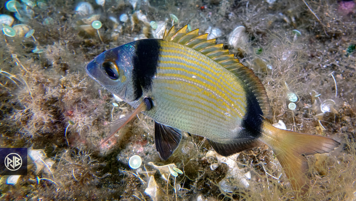 Sar à tête noire / Sant'Antonu Sar à tête noire / Sant'Antonu