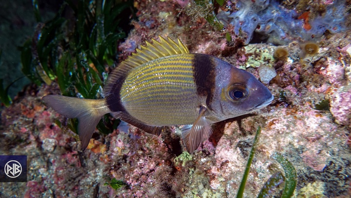 Sar à tête noire / Sant'Antonu Sar à tête noire / Sant'Antonu