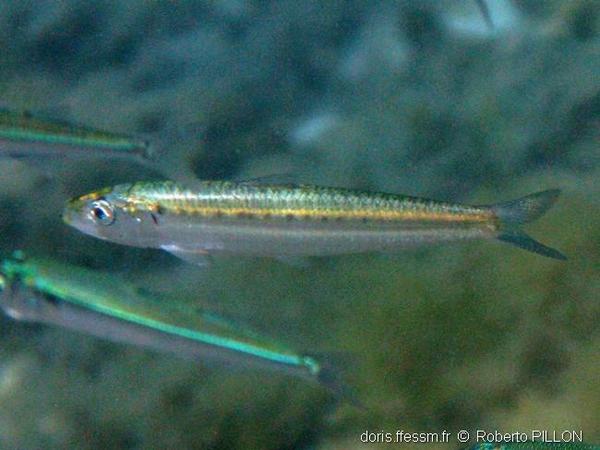 Sardine d’Europe / Sardina