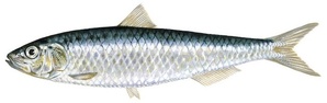 Sardine d’Europe / Sardina