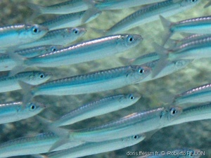 Sardine d’Europe / Sardina