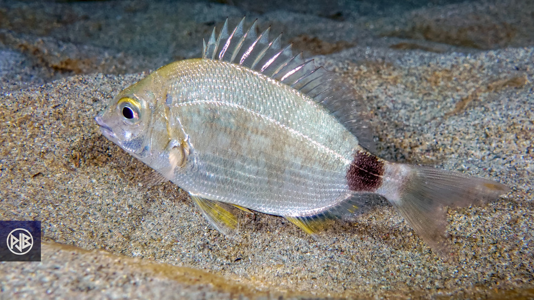 Sparaillon / Spirlettu Sparaillon / Spirlettu