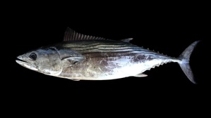 Bonite à dos rayé - Pélamide / Bunita Bonite à dos rayé - Pélamide / Bunita