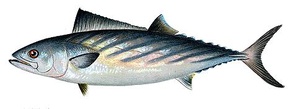 Bonite à dos rayé -  Pélamide / Bunita