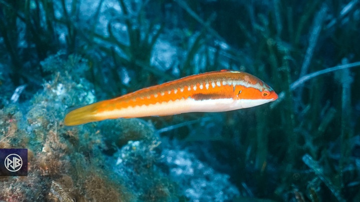 Girelle commune/ Signora Girelle commune/ Signora