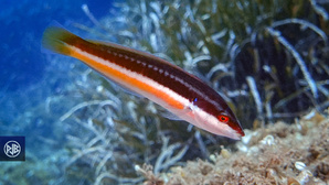 Girelle commune/ Signora Girelle commune/ Signora