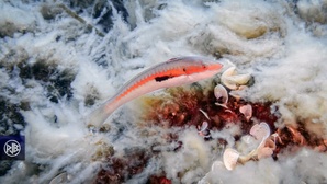 Girelle commune/ Signora Girelle commune/ Signora