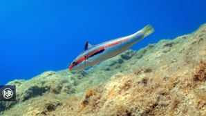 Girelle commune/ Signora Girelle commune/ Signora