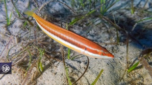 Girelle commune/ Signora Girelle commune/ Signora