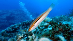 Girelle commune/ Signora Girelle commune/ Signora