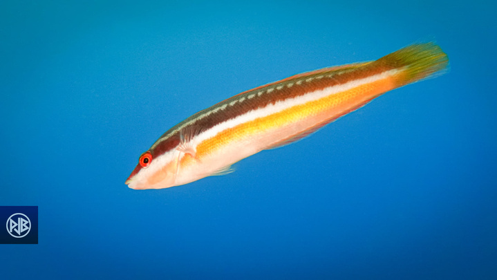 Girelle commune/ Signora Girelle commune/ Signora