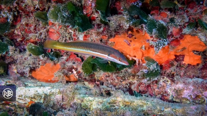 Girelle commune/ Signora Girelle commune/ Signora