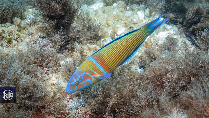 Girelle paon mâle