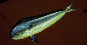 Dorade coryphène