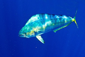 Dorade coryphène