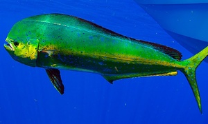 Dorade coryphène Dorade coryphène