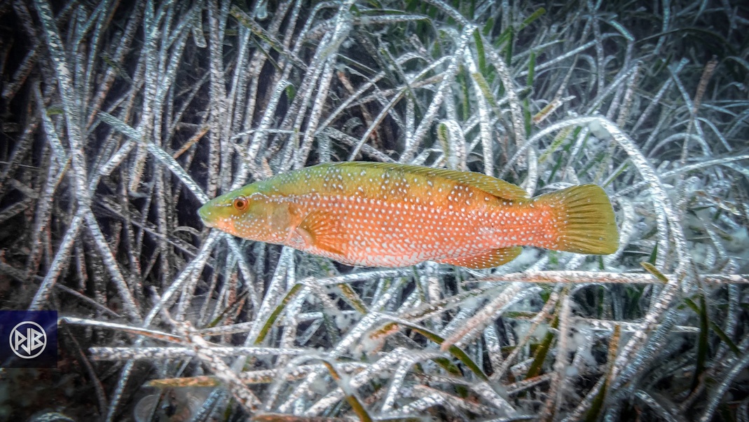 Labre vert / Tordulu Labre vert / Tordulu