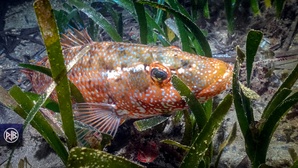 Labre vert mâle Labre vert mâle