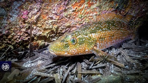 Labre vert mâle Labre vert mâle