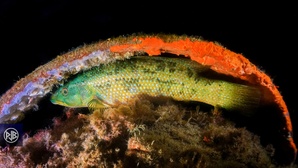Labre vert mâle