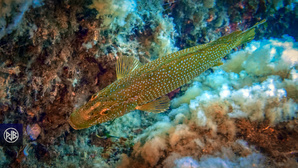 Labre vert / Tordulu Labre vert / Tordulu