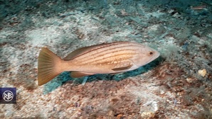 Badèche
