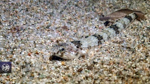 Poisson-lézard rayé Poisson-lézard rayé