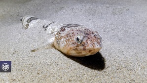 Poisson-lézard rayé